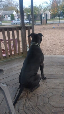 Cape May Dog Park