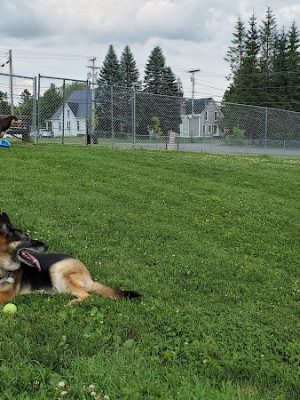 Sincock Dog Park