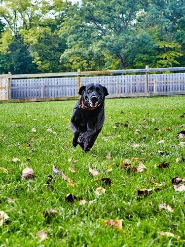 Central Dog Park