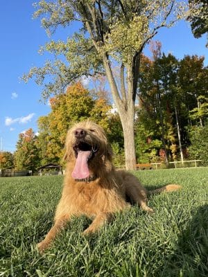 Central Dog Park