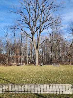 Central Dog Park