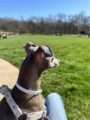 Central Dog Park