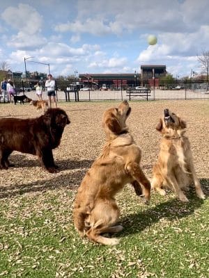 Dog Park at Clay Terrace