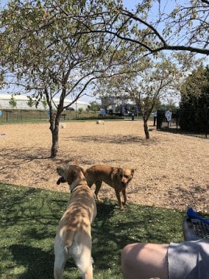 Dog Park at Clay Terrace