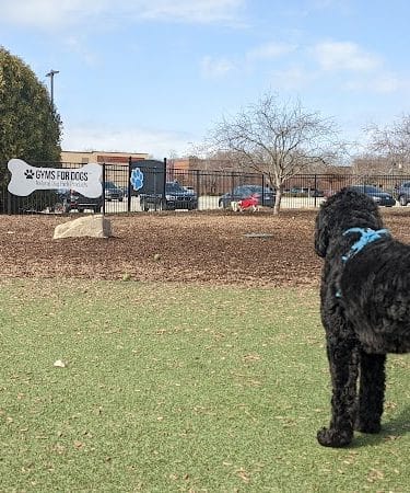 Dog Park at Clay Terrace
