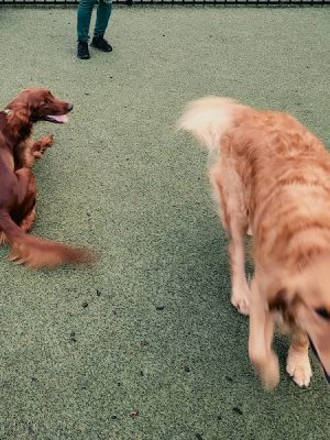 Dog Park at Clay Terrace