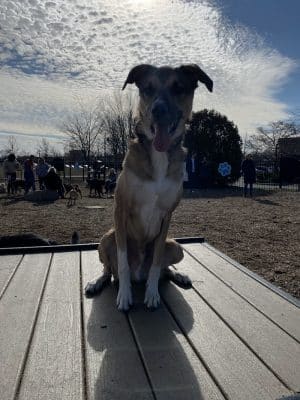 Dog Park at Clay Terrace