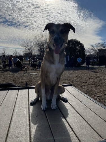 Dog Park at Clay Terrace
