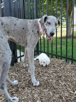 Dog Park at Clay Terrace