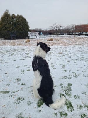 Dog Park at Clay Terrace