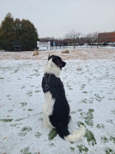 Dog Park at Clay Terrace