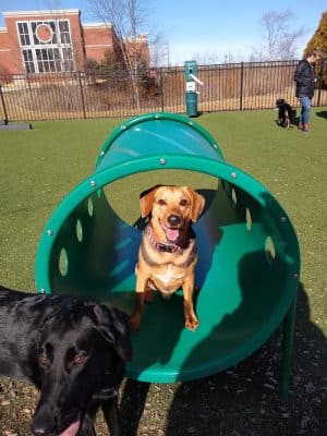 Dog Park at Clay Terrace