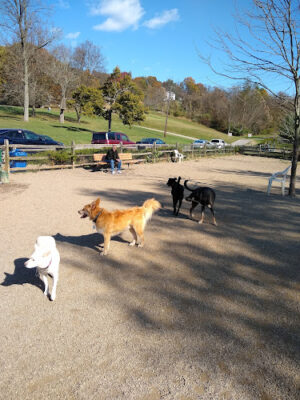 Carnegie Dog Park