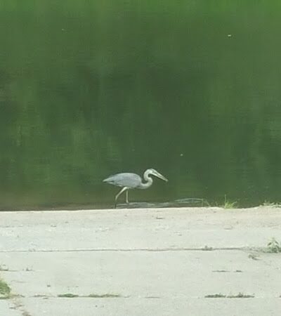 Chippewa Landing City Park - Caro,