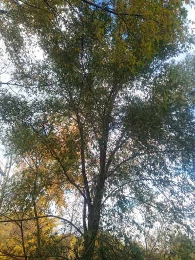 Exchange Club Forest - Caro,