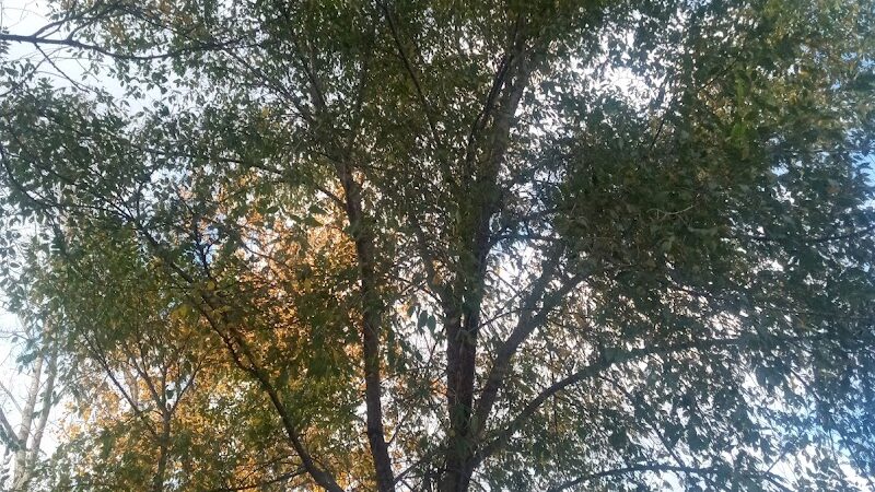 Exchange Club Forest - Caro,