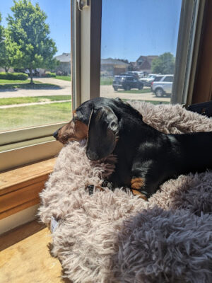 Sanilac County Humane Society