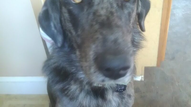 Sanilac County Humane Society - Carsonville, MI