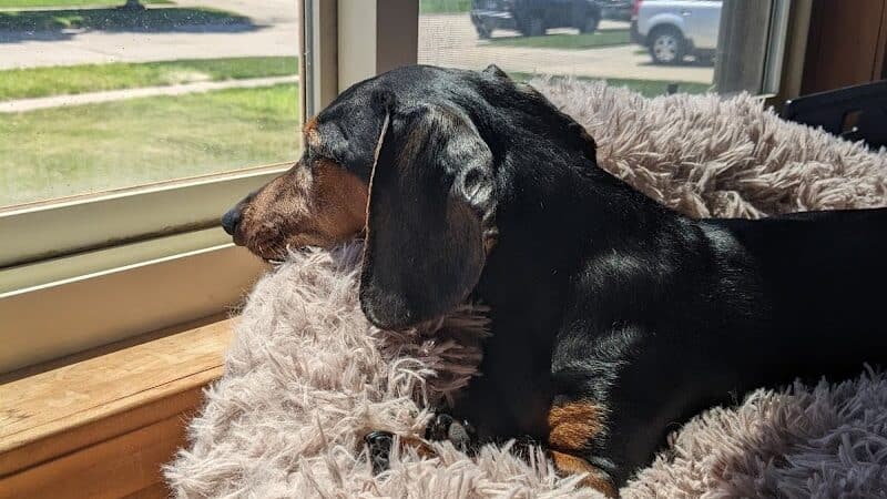 Sanilac County Humane Society - Carsonville, MI