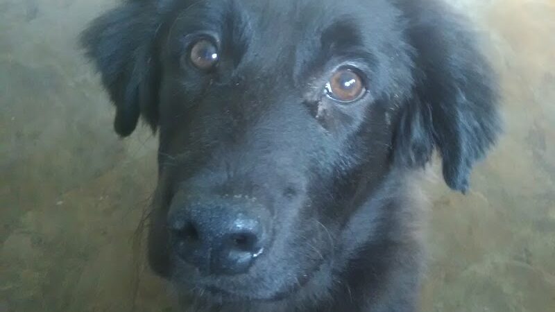 Sanilac County Humane Society - Carsonville, MI