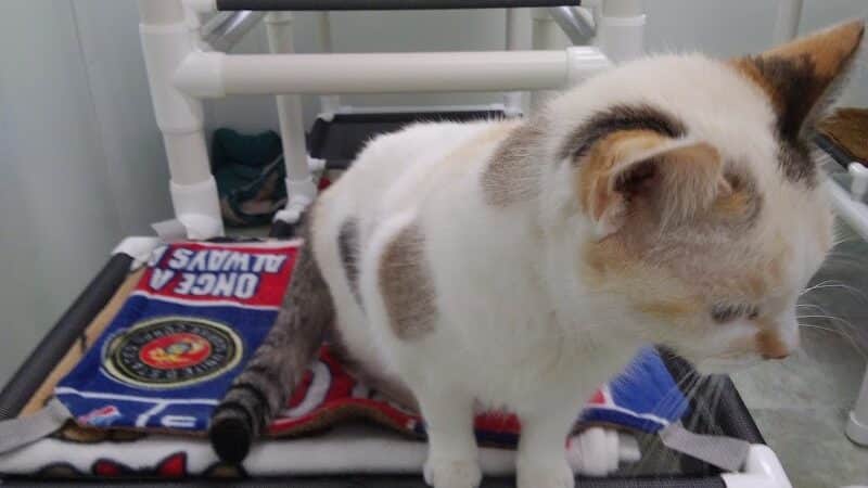 Sanilac County Humane Society - Carsonville, MI