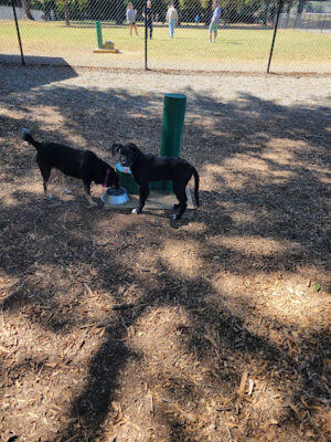 Bartow County Dog Park