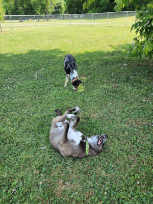 Carthage Walking Track and Dog Park