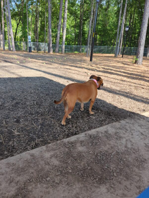 Carpenter Dog Park