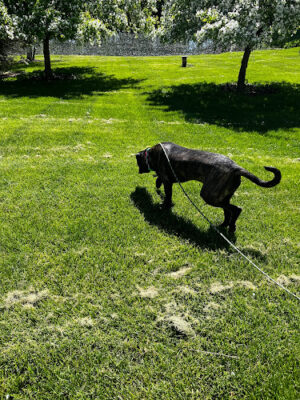 Native K9