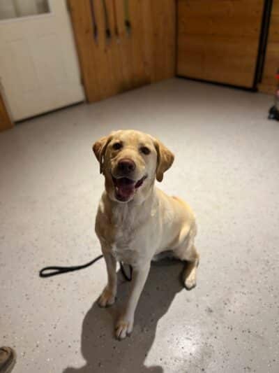 Native K9 - Caseville,