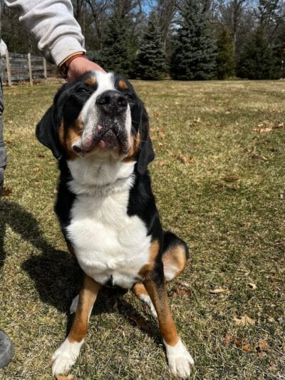 Native K9 - Caseville,