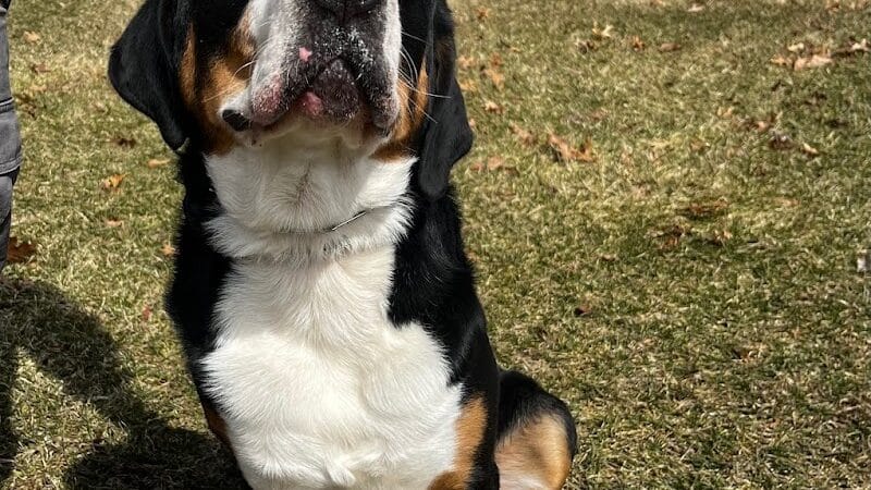 Native K9 - Caseville,