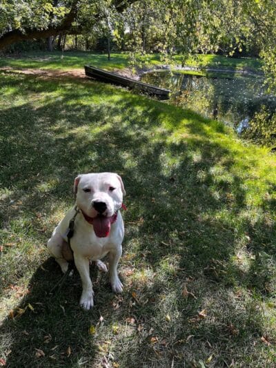 Native K9 - Caseville,