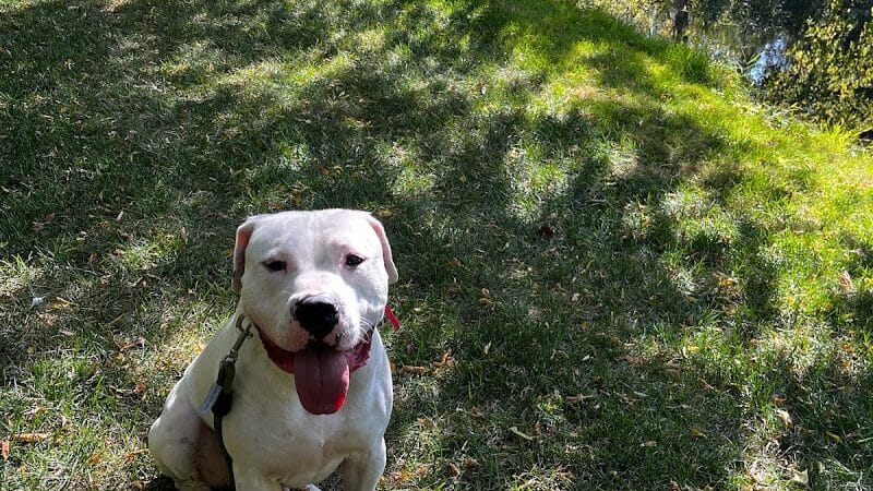 Native K9 - Caseville,