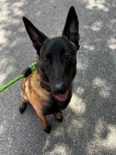 Native K9 - Caseville,