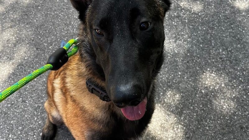 Native K9 - Caseville,