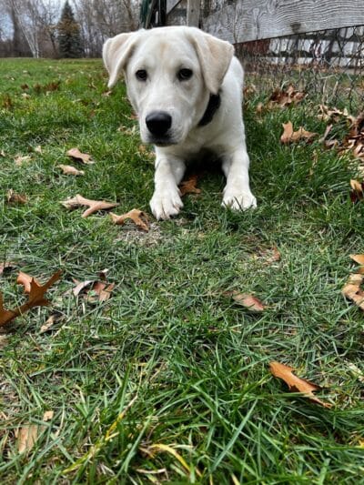 Native K9 - Caseville,