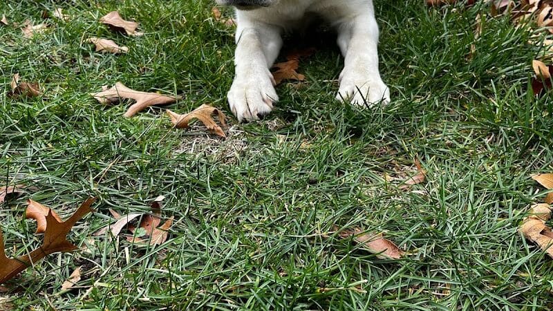 Native K9 - Caseville,