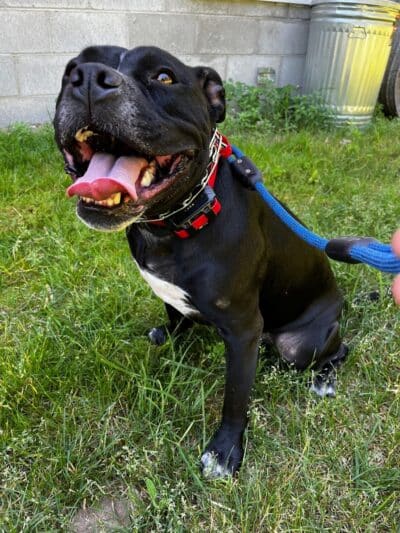 Native K9 - Caseville,