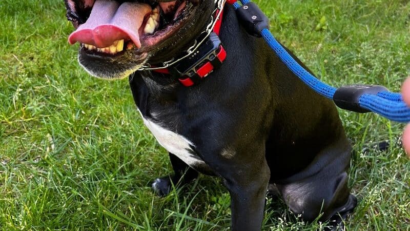 Native K9 - Caseville,