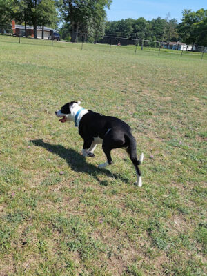 Caseville Township Dog Park