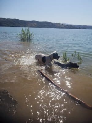 Castaic Lake State Recreation Area