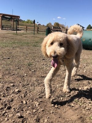 Wiggly Field Dog Park - Castle Rock, CO