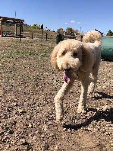 Wiggly Field Dog Park
