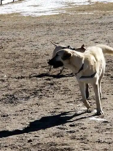 Wiggly Field Dog Park