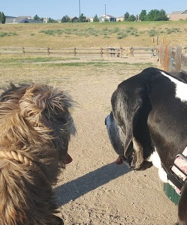 Wiggly Field Dog Park