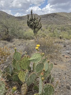 Cave Creek Regional Park