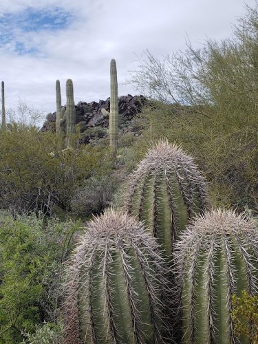 Cave Creek Regional Park