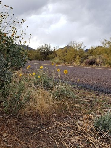 Cave Creek Regional Park Campgrounds