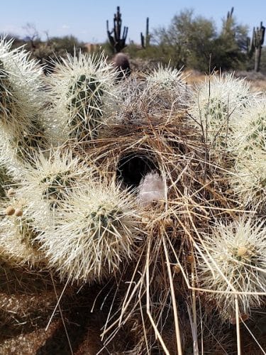 Cave Creek Regional Park Campgrounds